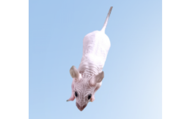 無毛小鼠（B6背景）