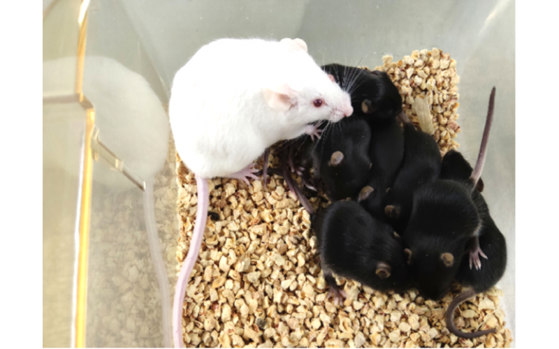 基因工程鼠生物凈化技術(shù)服務(wù)